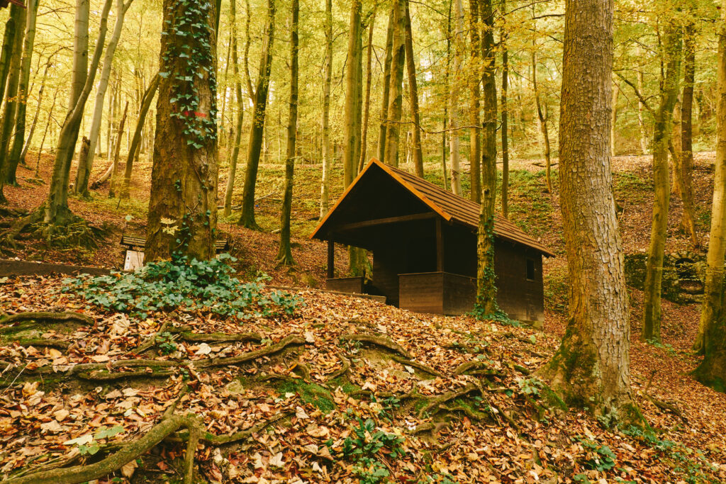 casitas de madera en el bosque
